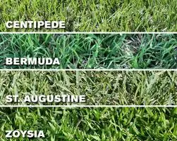 southern grass types